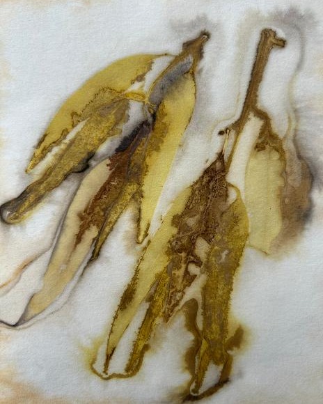 Continuing this week from wednesday. NATURAL CONNECTIONS - Group show. EXHIBITION HOURS: 12–6PM WE-SA, 12–4PM SU
Natural Connections exhibits a wide variety of prints and paintings by four emerging artists.
Amanda Jacka explores botanical contact prints, a fascinating process which extracts plant dyes through boiling and chemicals, imprinting paper with natural hues.
Janene Porter, Helen Cox and Maureen Hine use the more traditional medium of paint on canvas to depict their natural themes including landscapes and flowers.
Helen and Maureen round out the exhibition with their prints, with etchings (Helen) and monotypes of flowers and foliage (Maureen).
This is a diverse and exciting show that celebrates connections of many kinds – of subject, of life and, above all, friendship.
#groupshow #emergingartists #paintingart #printmakingart #tiliquatiliqua